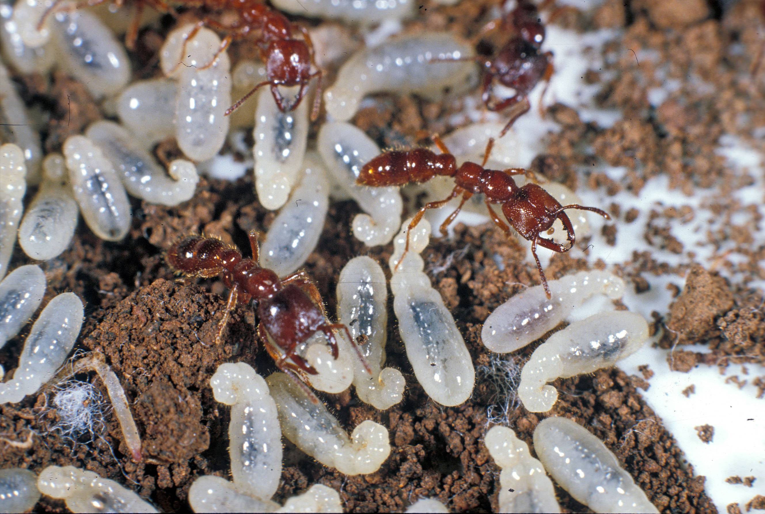 Как выманить королеву муравьев. как выглядит матка муравьиная? описание и фото