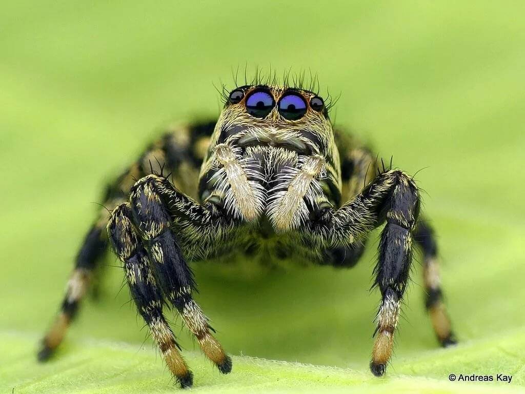 Самые опасные пауки для человека