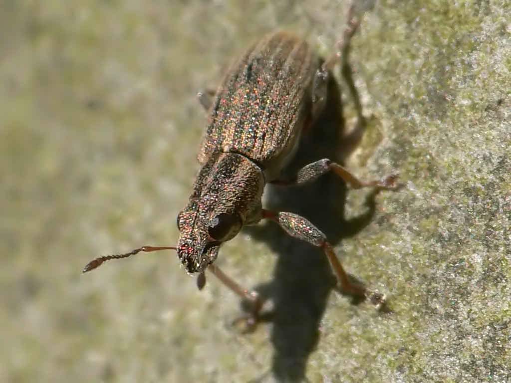 Долгоносик жук насекомое. описание, особенности, виды, образ жизни и борьба с долгоносиком