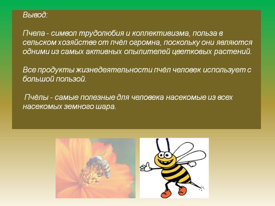 Пчелы вред. Вывод про пчел. Пчеловодство вывод. Заключение про пчел. Вывод для проекта про пчел.