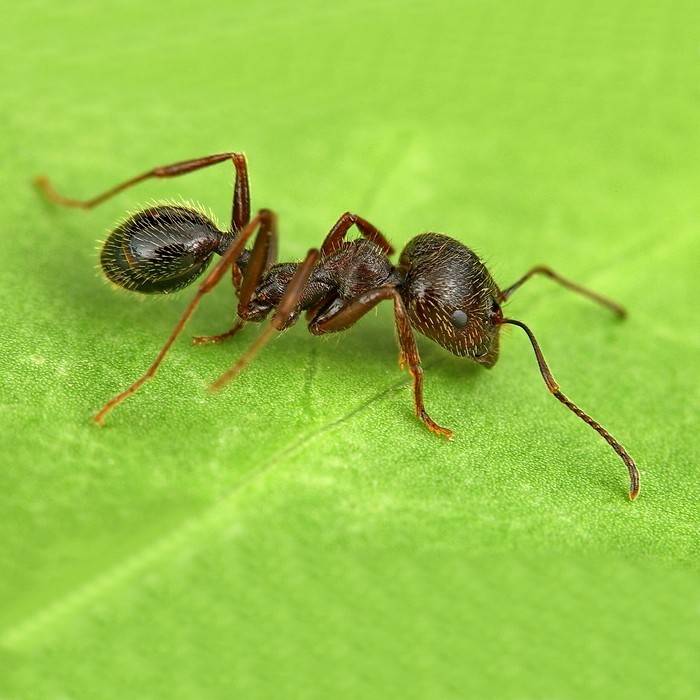 Как ухаживать за муравьями жнецами в домашних условиях