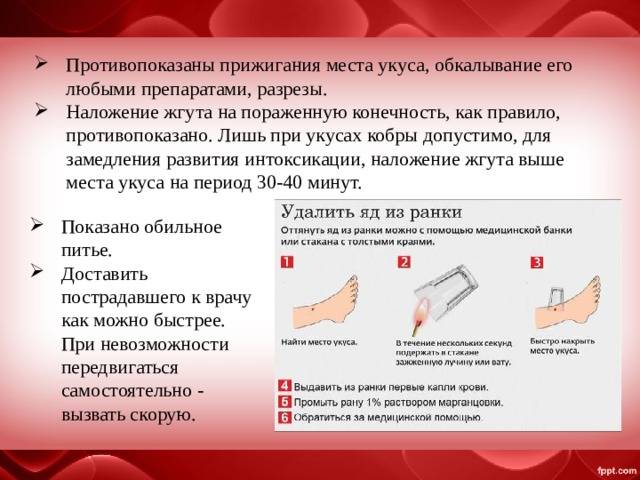 Что делать, если укусил паук: первая помощь пострадавшему