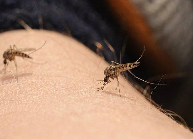 Почему комары меня кусают, а других нет?