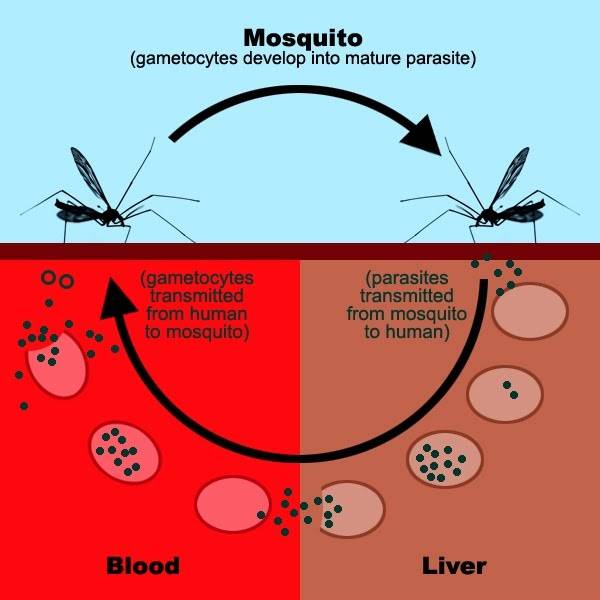 Малярийный комар: как он выглядит и чем опасен для человека?