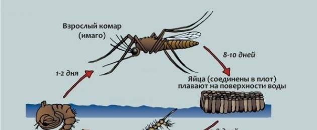 Продолжительность жизни комаров
