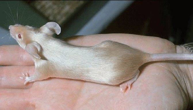 Лабораторные мыши, особенность вида, для чего выведены и можно ли держать их дома 2021