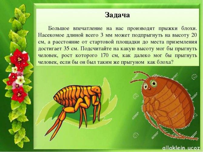 Сколько живут блохи с и без животного в квартире