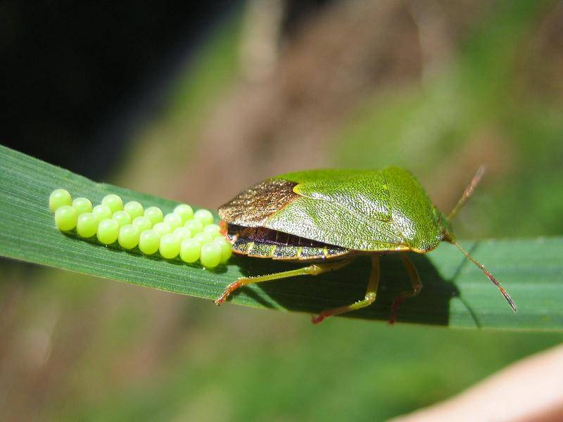 Тараканы отряд таракановые насекомые