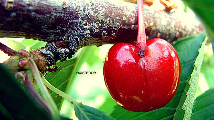 Черные муравьи на яблоне: как бороться с их нашествием?