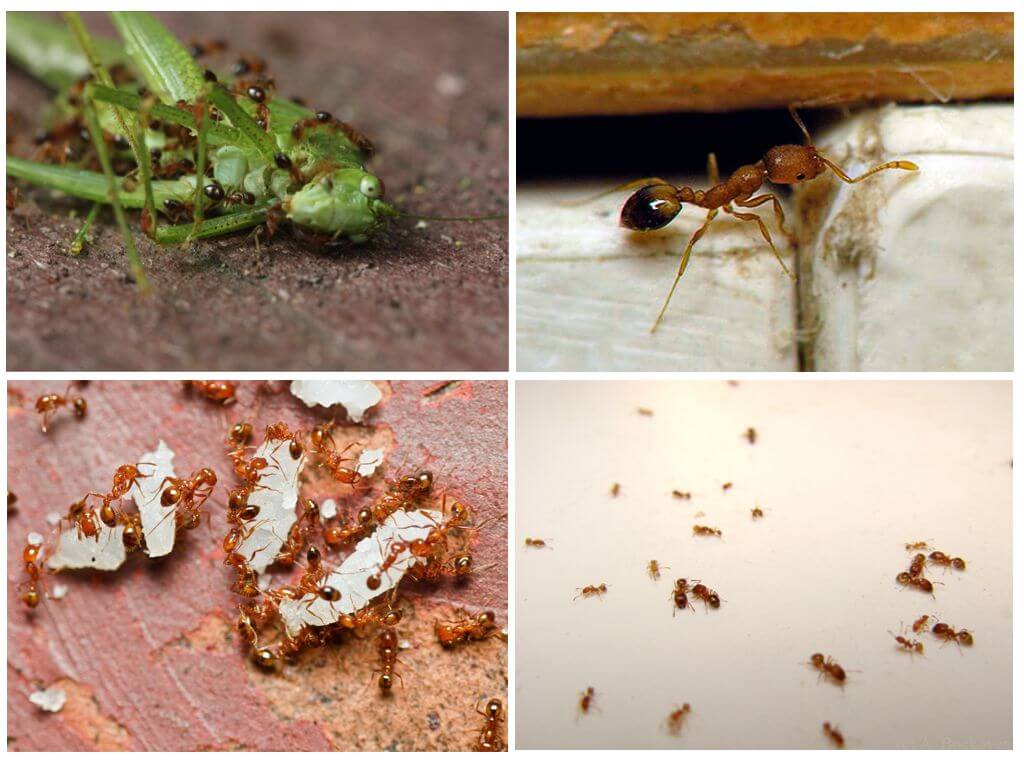 Фараоновы муравьи: как избавиться, средства для борьбы
