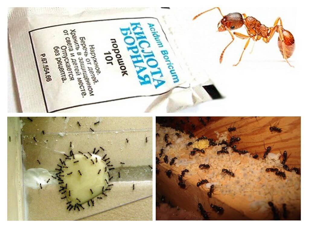 Рыжие муравьи в квартире: как избавиться, народные средства