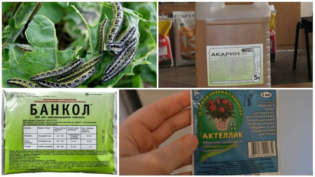 Борьба с гусеницами в саду и на огороде: как избавиться, препараты