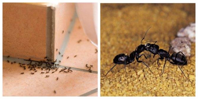 Домашние вредители насекомые, как избавиться, способы борьбы