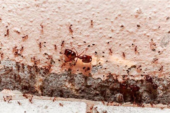 Красные муравьи в квартире от чего они появляются и как избавиться