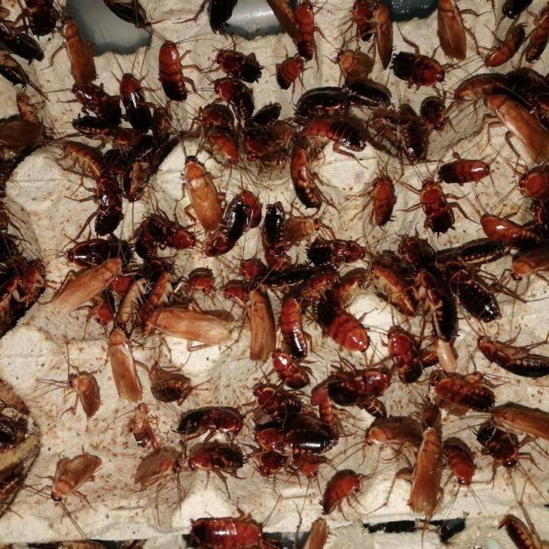 Туркменский таракан - когда может принести пользу или вред