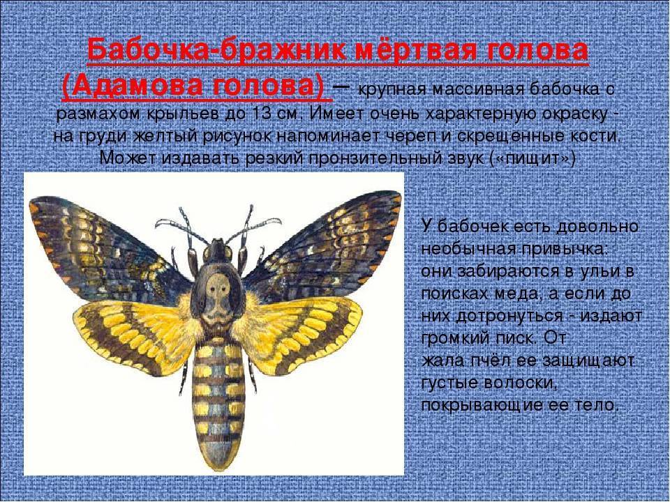 Бабочка бражник - насекомое похожее на колибри, фото и видео