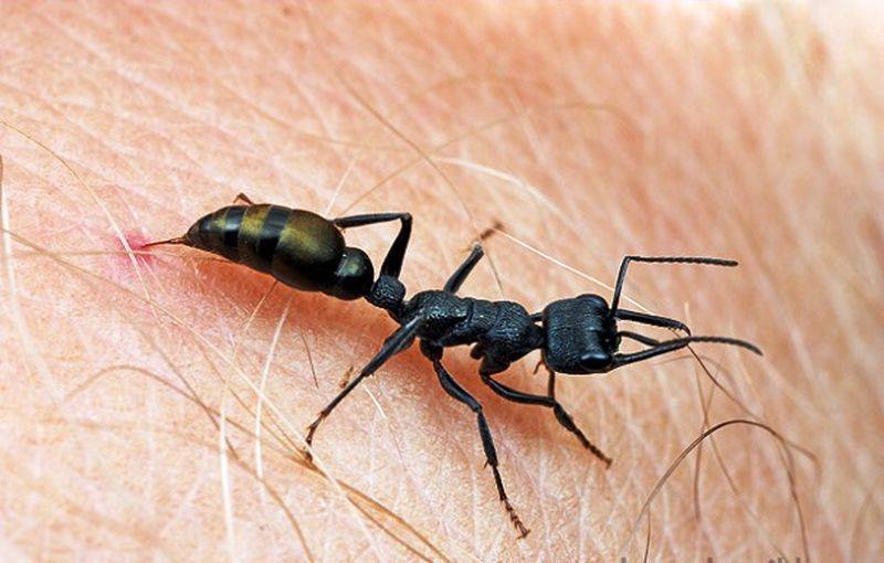 Насколько опасен укус рыжего муравья
насколько опасен укус рыжего муравья — медицинская энциклопедия