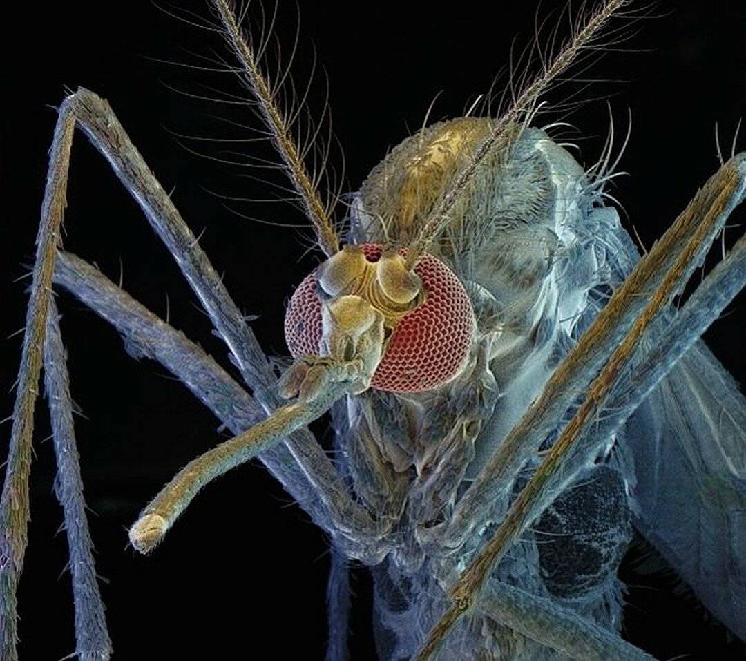 Сколько зубов у комара