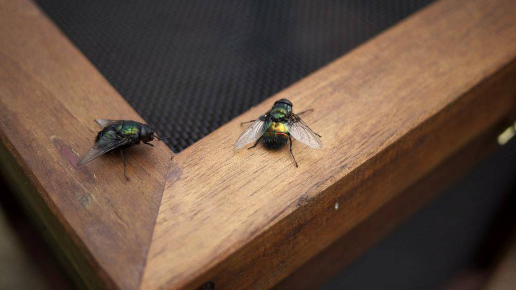 Как избавиться от мух быстро в домашних условиях – лучшие средства и способы