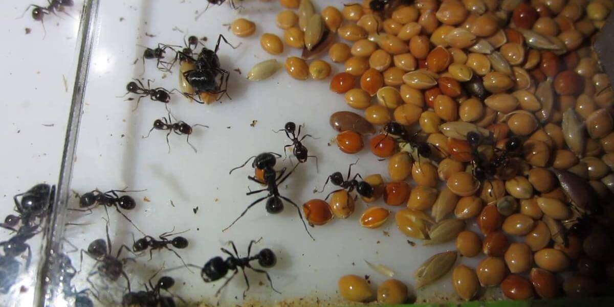 Как и чем кормить муравьев в муравьиной ферме, а также все о том, как ухаживать за такими домашними питомцами