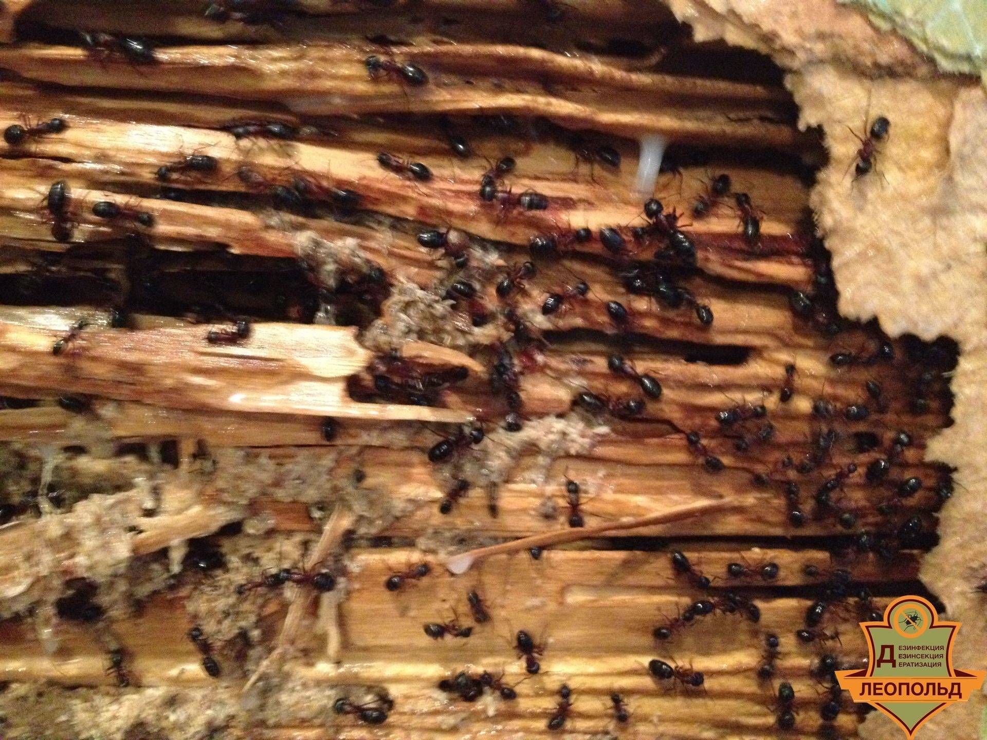 Как избавиться от муравьев в деревянной бане — лучшие методики