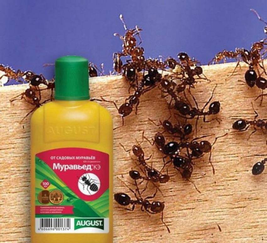 Мебельный точильщик, как выглядит насекомое и чем опасен