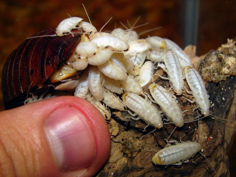 Есть ли гнезда у тараканов. где живут тараканы в доме, и как найти их гнездо