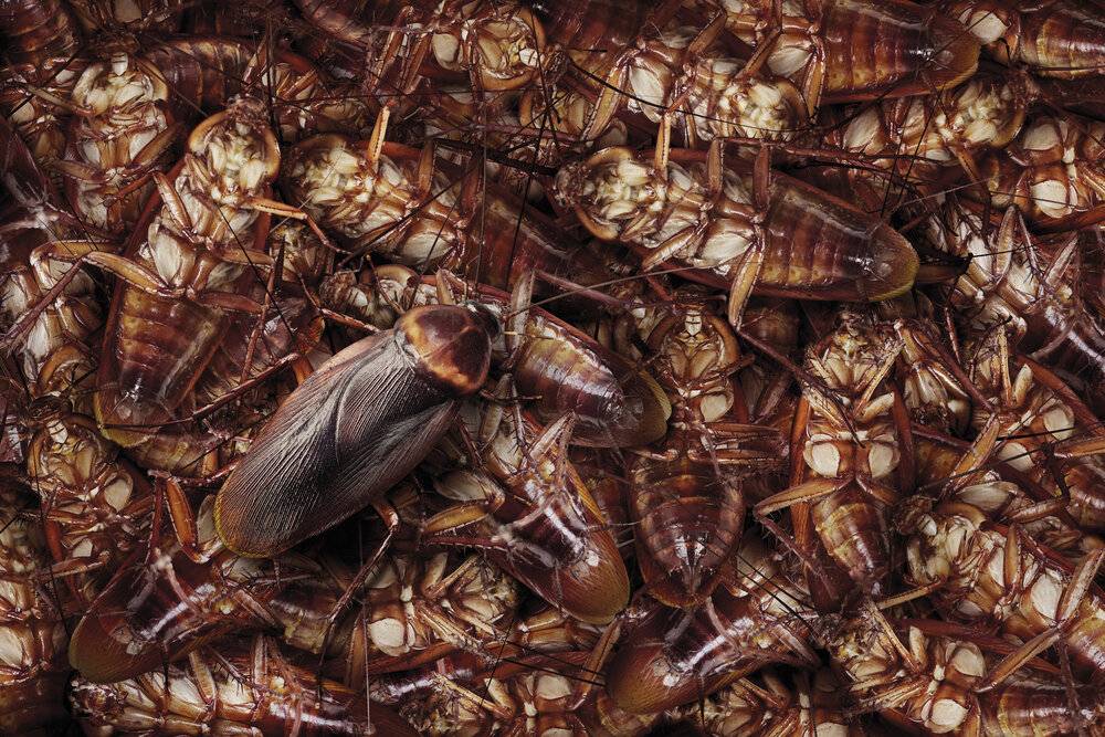 Прозвища усатых: от «стасика» до «феликса»! тараканы прусаки — история нашествия русских жуков