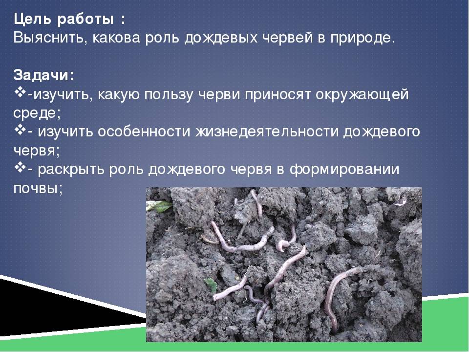 ✅ земляные черви: внешний вид и описание - сад62.рф