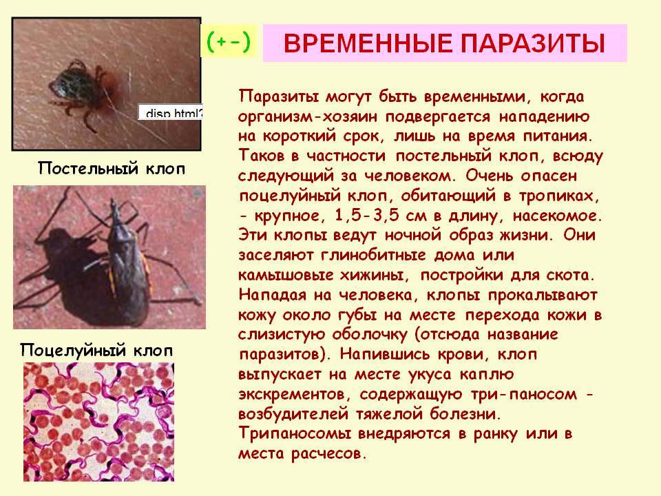 Мраморный клоп - идентификация, чем опасен для человека | parnas42.ru