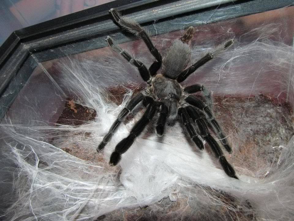 Содержание пауков в домашних условиях: выбор питомца и обустройство террариума