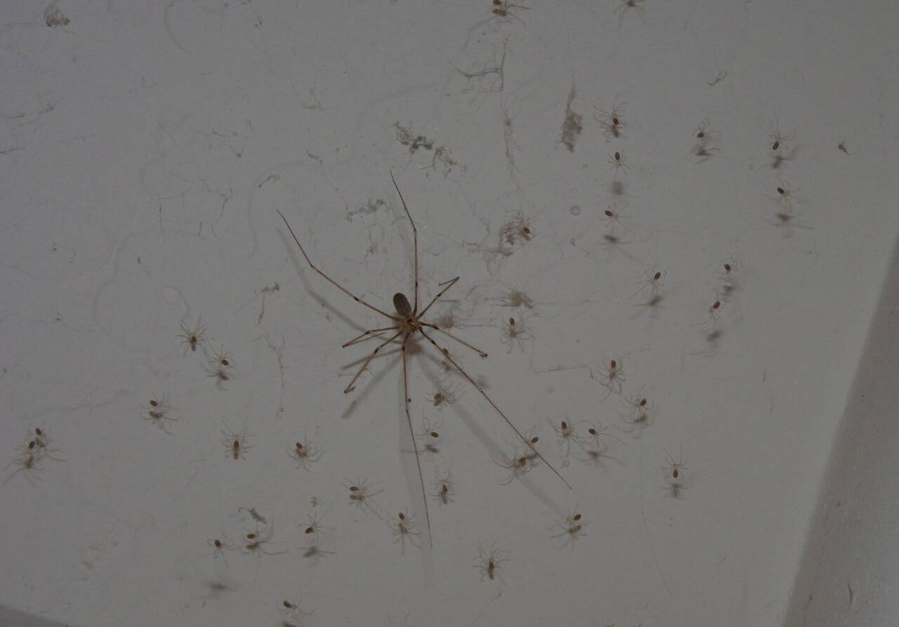 Маленькие домашние пауки. Пауки в доме. Большие пауки в квартире. Маленькие паучки в квартире. Паук маленький в квартире.
