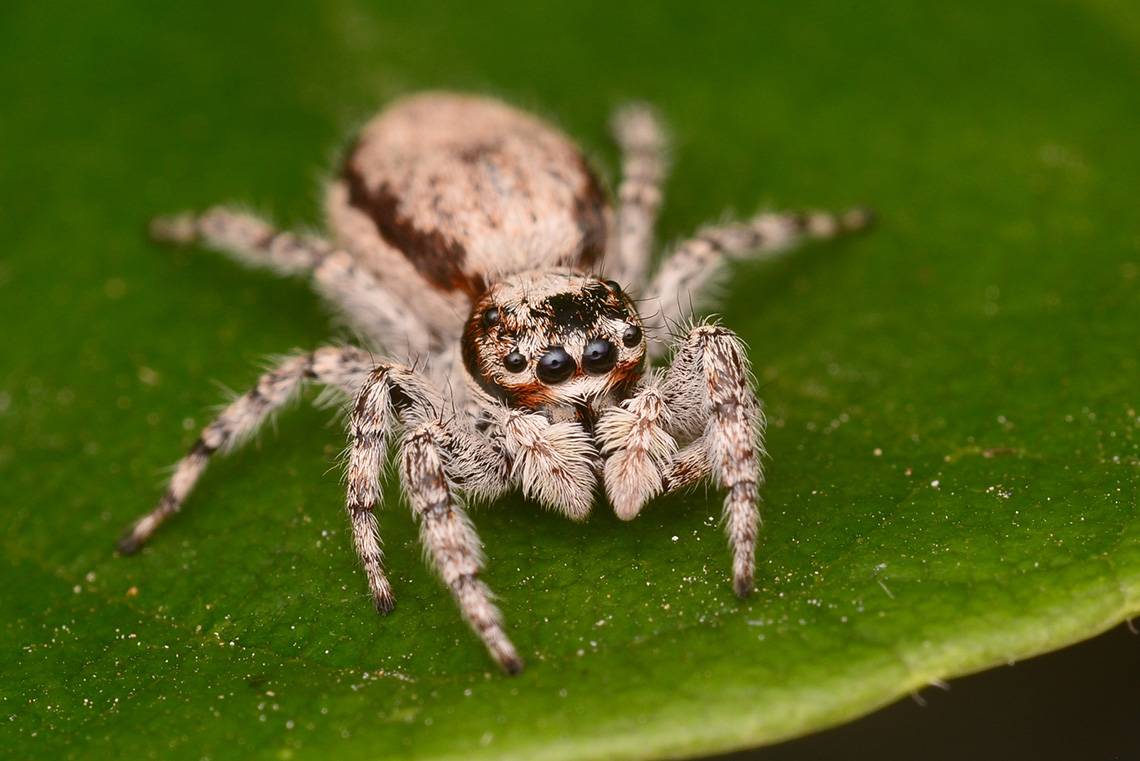 Редкие пауки: 10 самых необычных видов