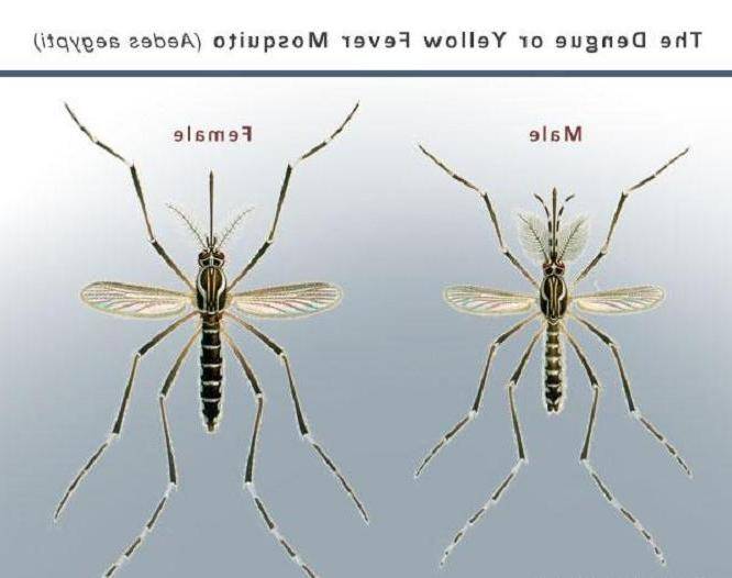 Чем питаются самцы и самки комаров