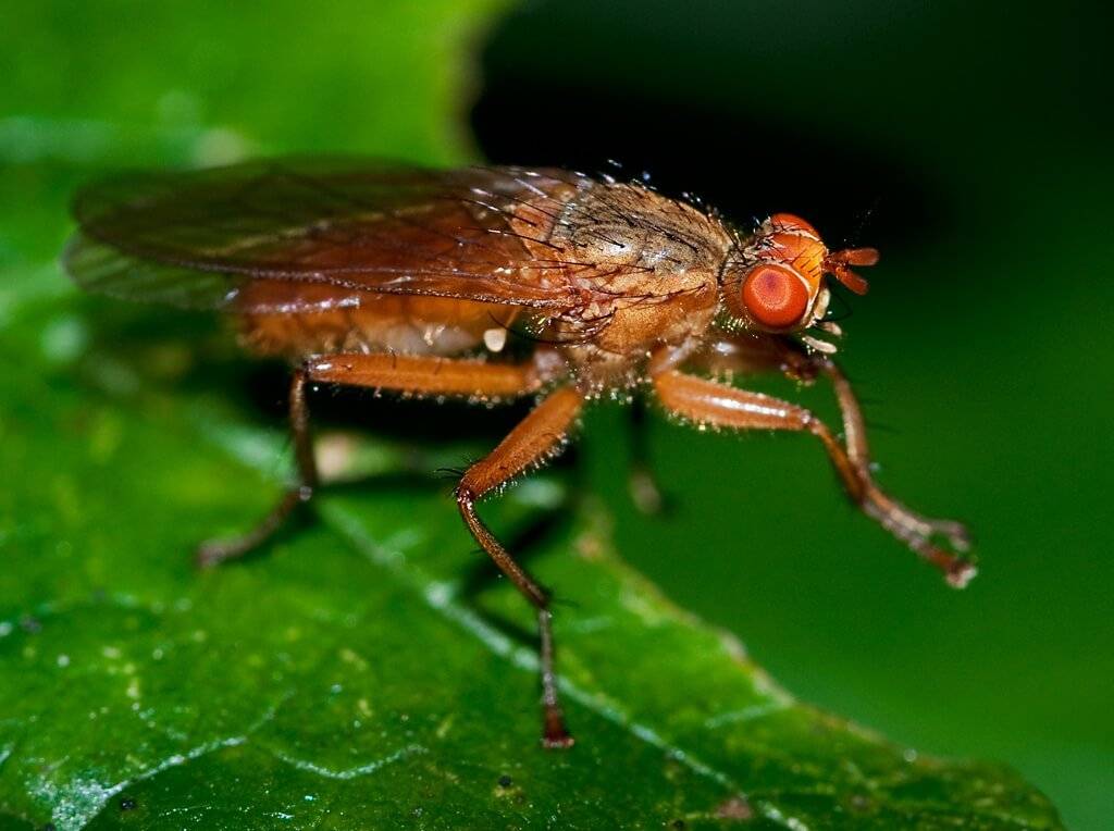 Ученые выяснили, почему мухи трут лапки - 1 февраля 2016 – земля - хроники жизни
