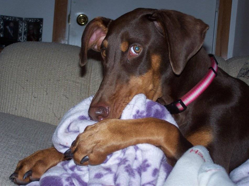 Ушной клещ или отодектоз у собак: лечение в домашних условиях