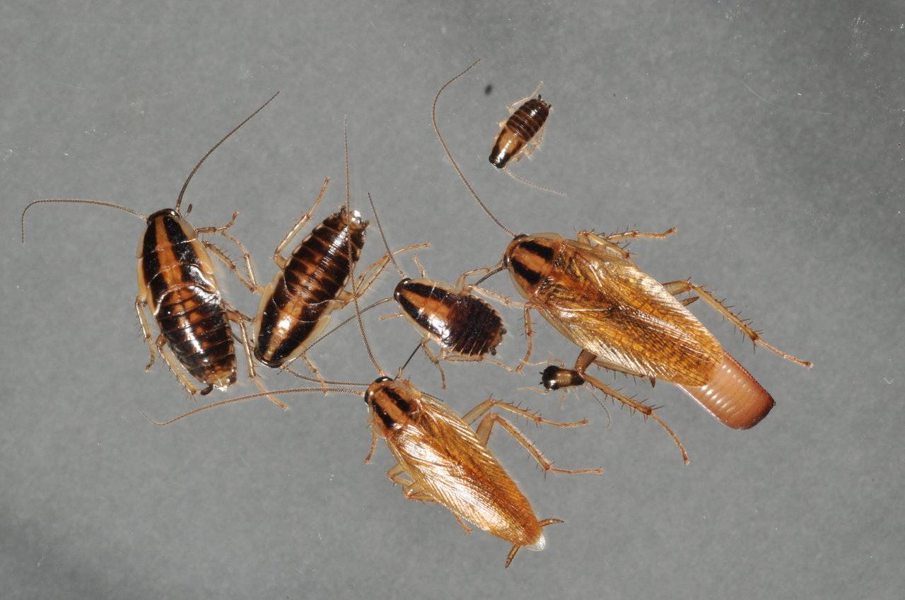 Какие виды тараканов могут жить в квартире