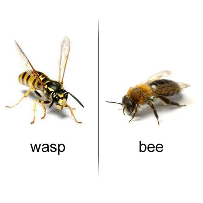 Чем отличается оса от пчелы: описание, внешний вид, образ жизни, поведение, укусы, опасность  