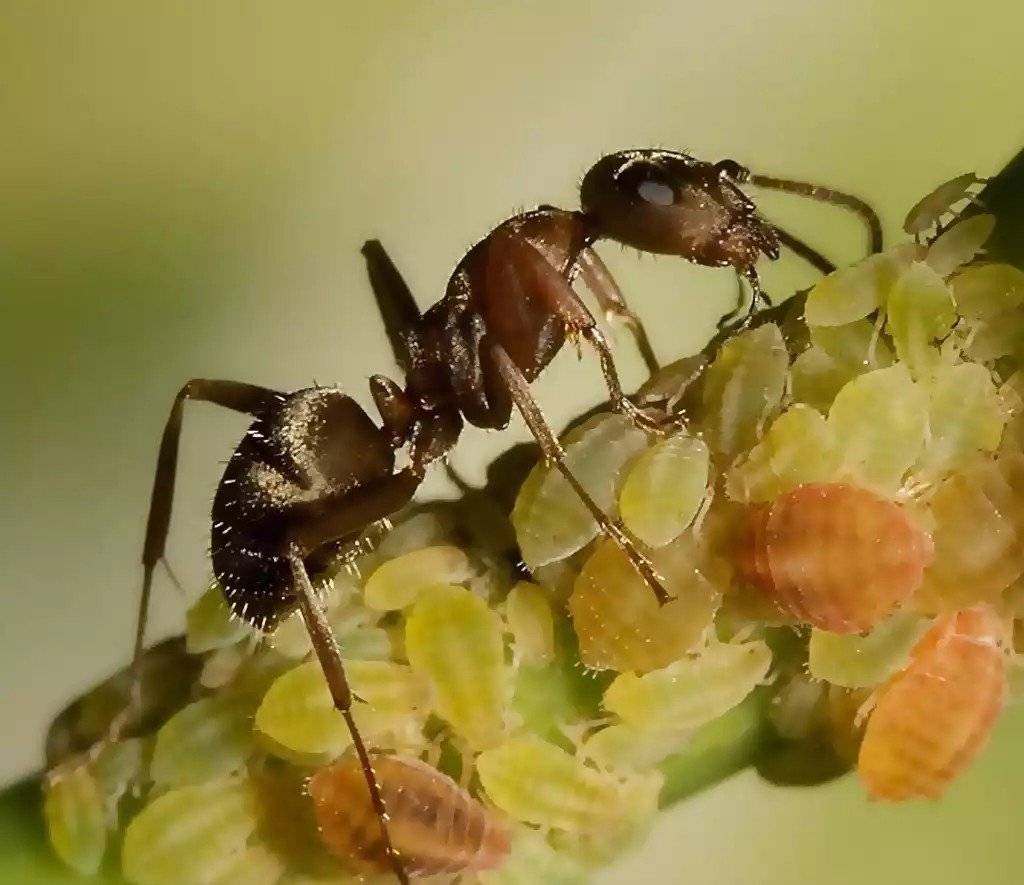 Как взаимодействуют муравьи и тля?