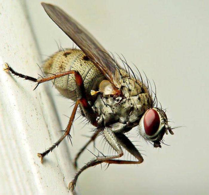 Описание и фото укусов мух, почему они кусаются. симптомы и лечение укусов мух