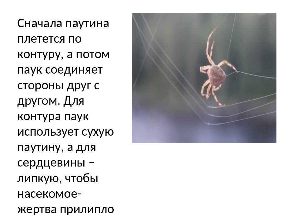 Как паук плетет паутину? где образуется и как используется пауком паутина