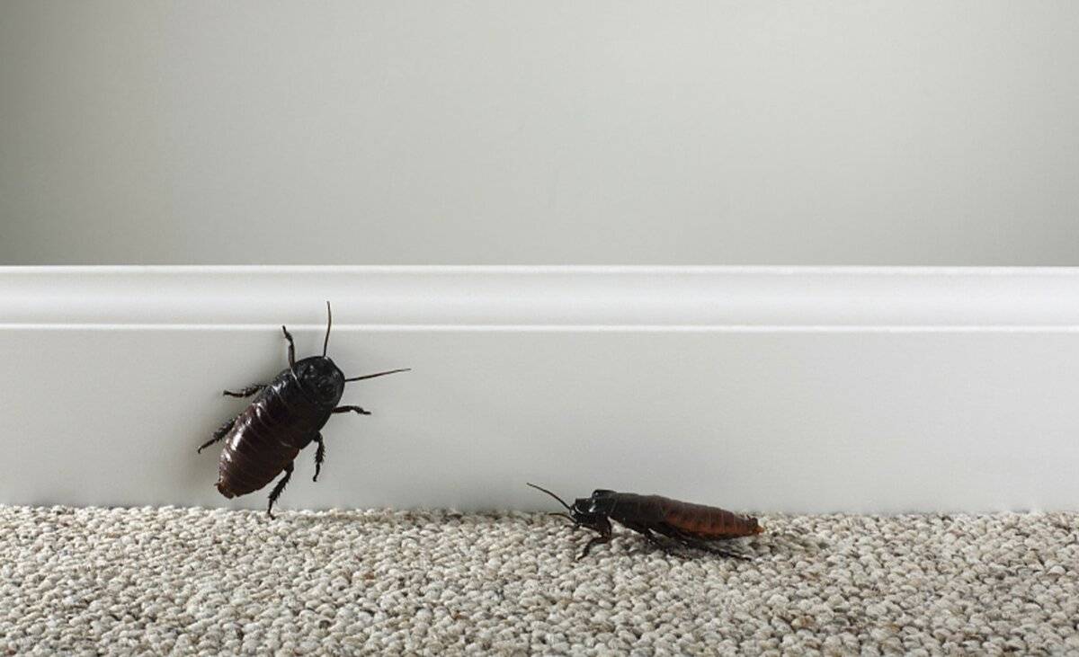 Откуда появляются тараканы в квартире и как от них избавиться