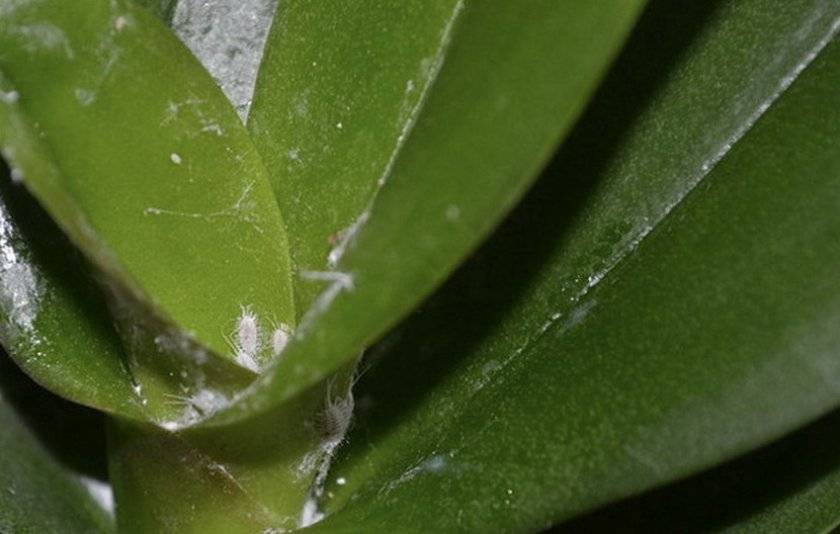 Мучнистый червец: как бороться на комнатных растениях (орхидеях, фиалке, драцене, кактусах)