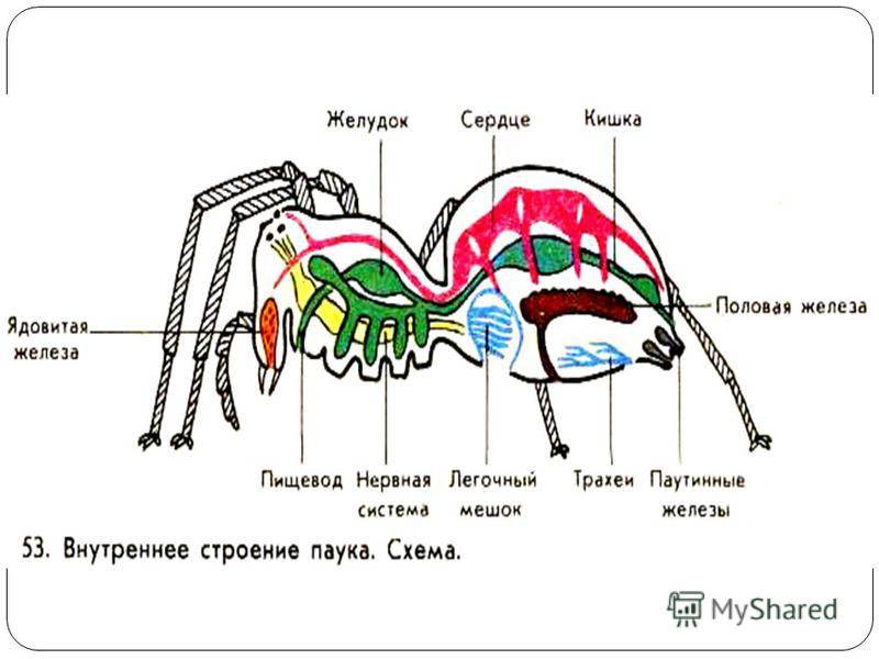 Строение паукообразных