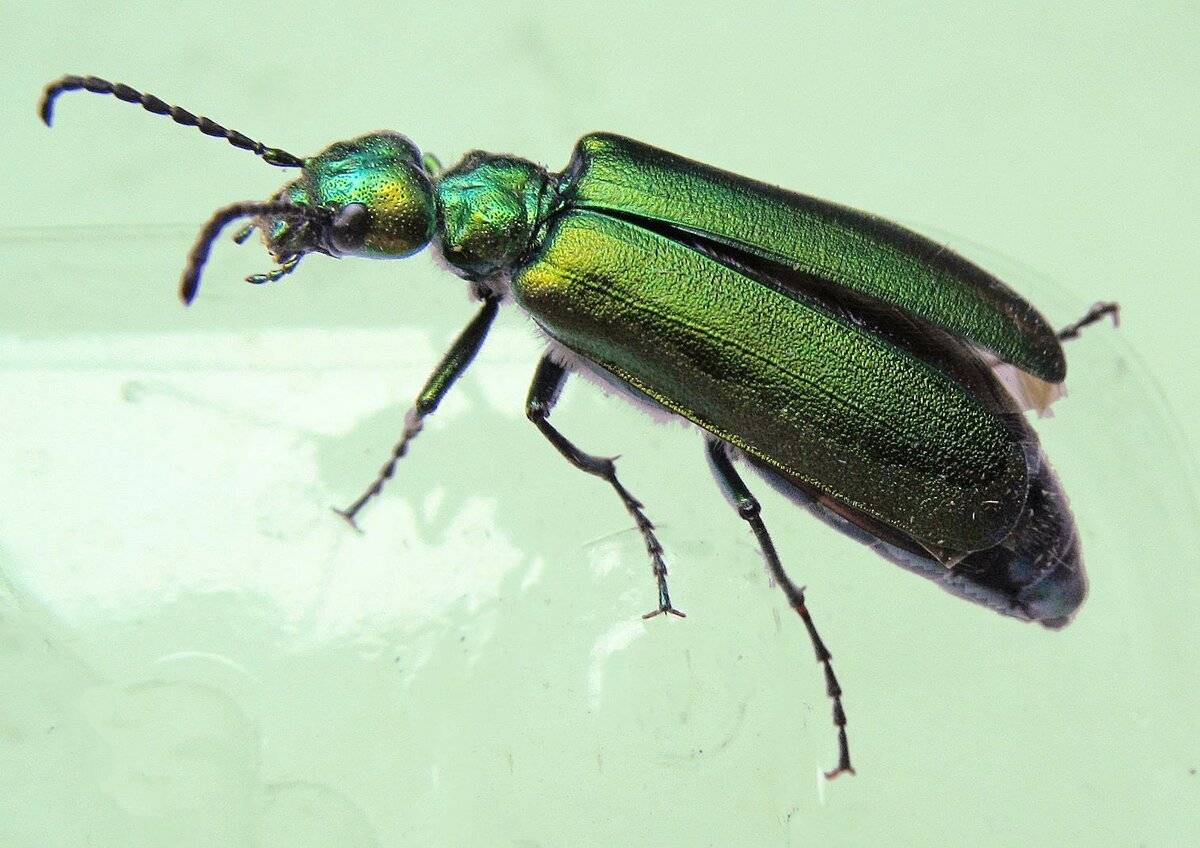 Черный жук шпанка – как бороться с насекомым, его фото и описание