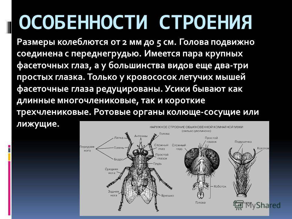 Интересные факты о мухах. сколько ног у мухи