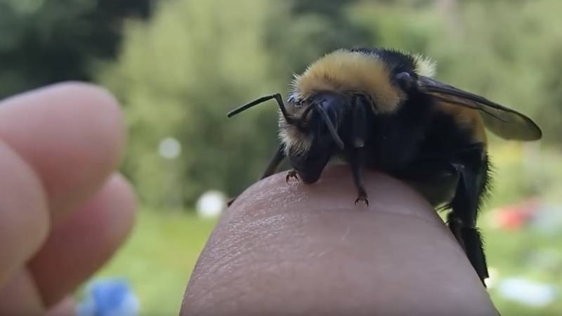 Как кусает шмель фото