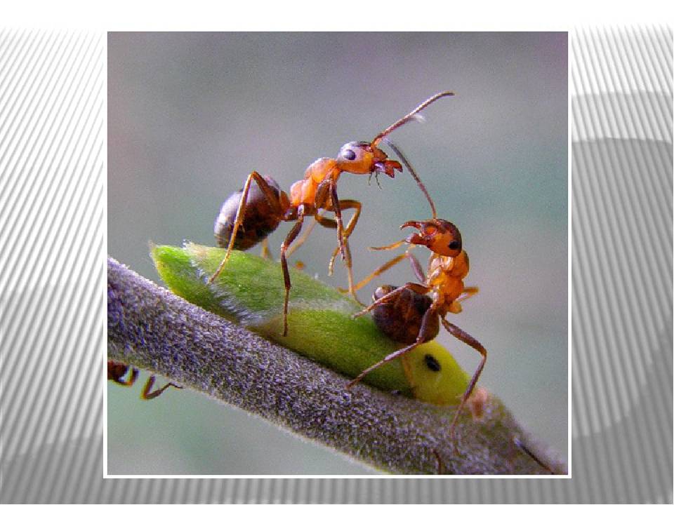 Виды муравьёв: знакомые и экзотические