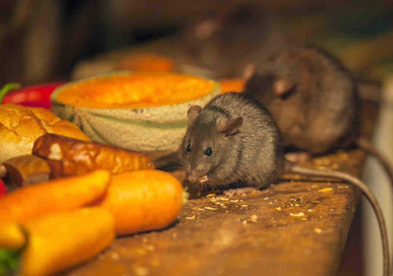 Чем можно и нельзя кормить домашнюю крысу - люблю хомяков