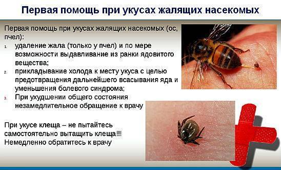 Ужалила пчела. как снять боль, опухоль и отек? как избавиться от последствий укуса пчелы? - здоровье прежде всего!
